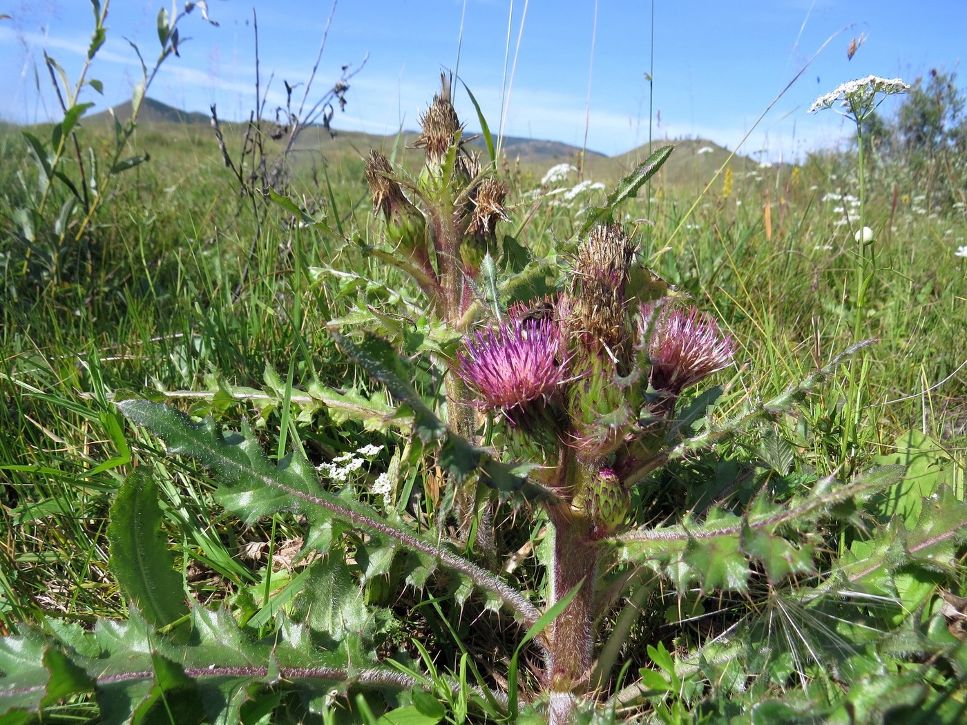 Изображение особи Cirsium esculentum.