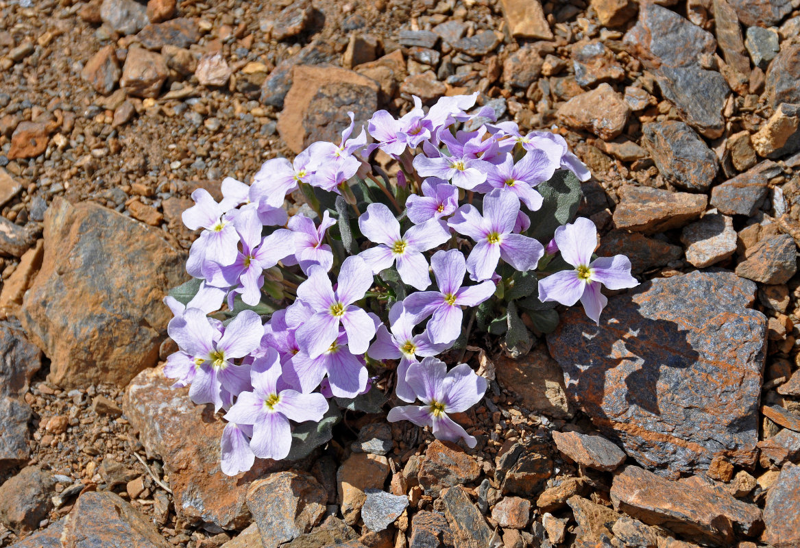 Image of Leiospora exscapa specimen.