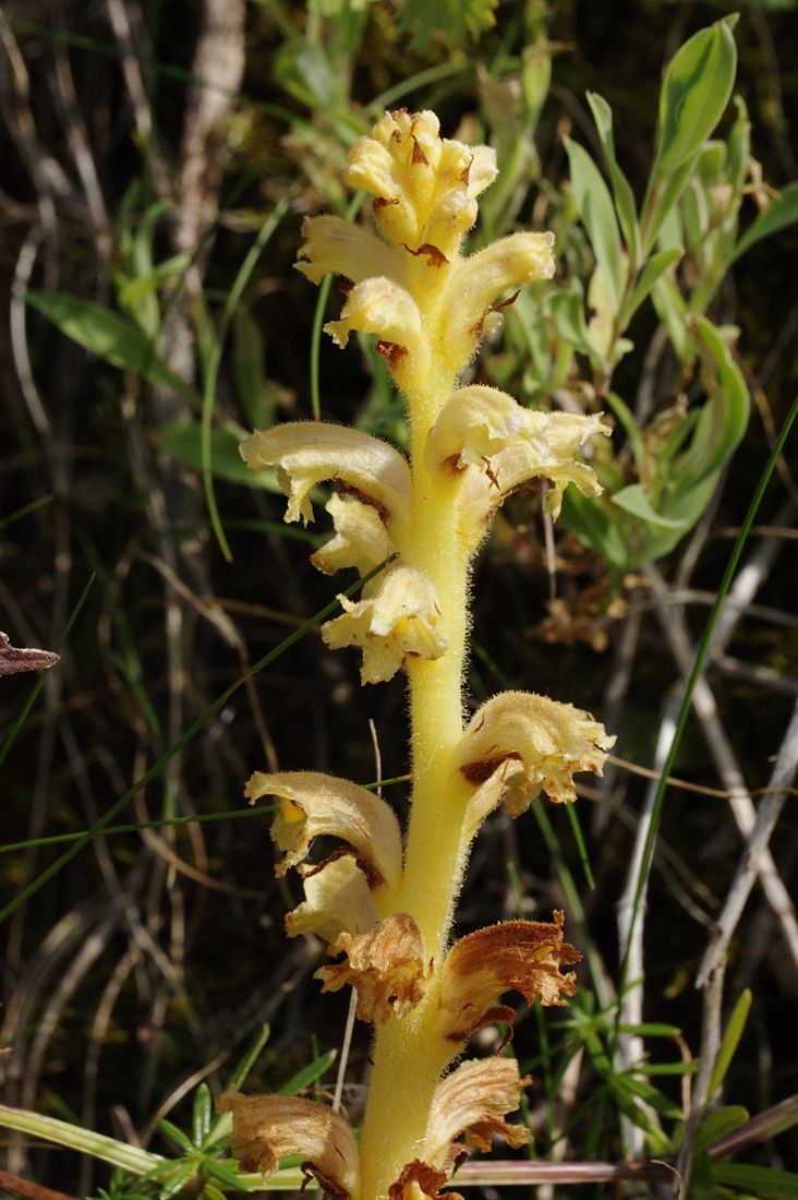 Image of Orobanche bartlingii specimen.