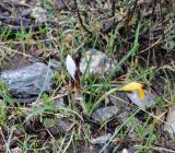 Crocus hartmannianus