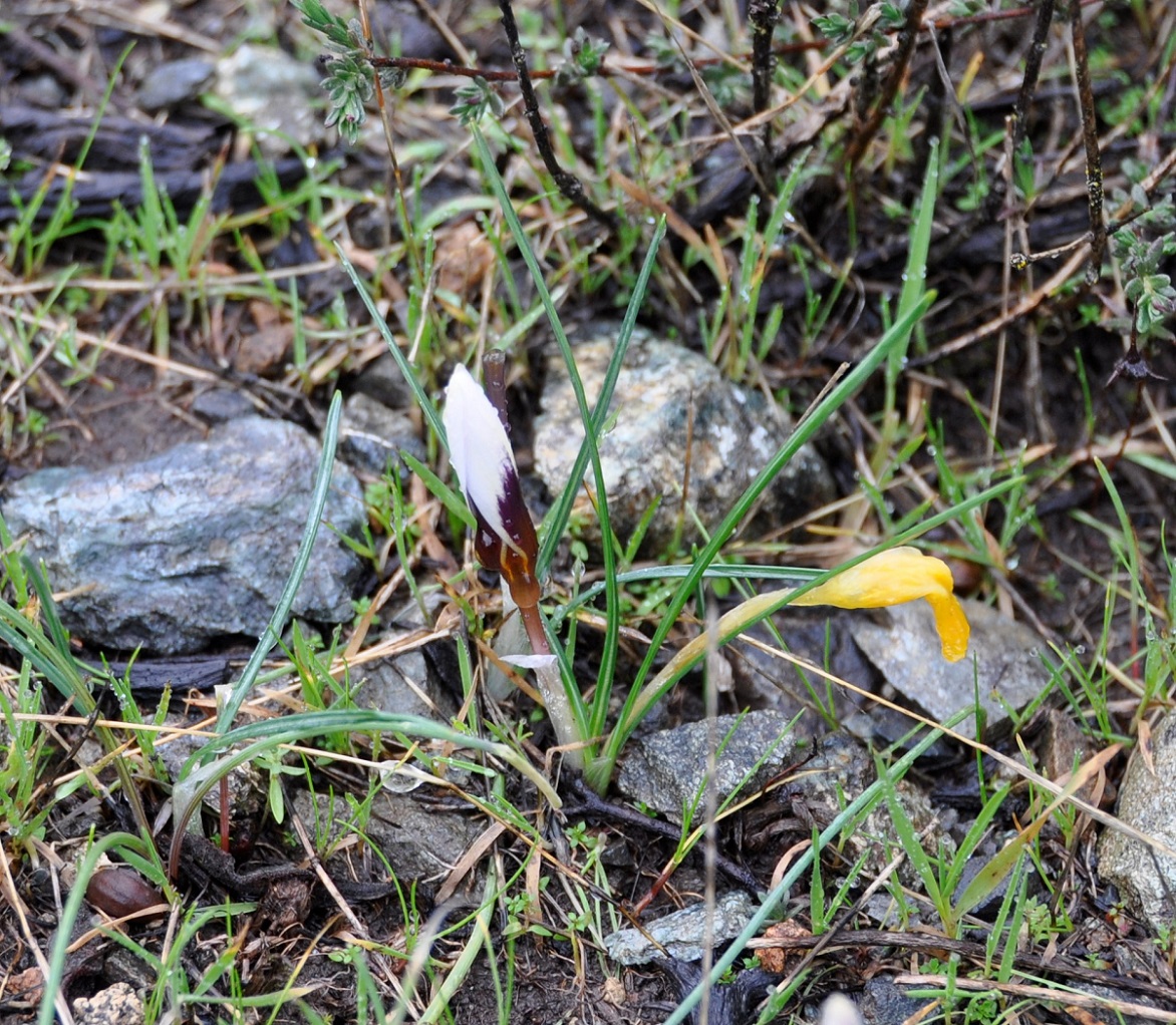 Изображение особи Crocus hartmannianus.