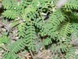 Prosopis pallida