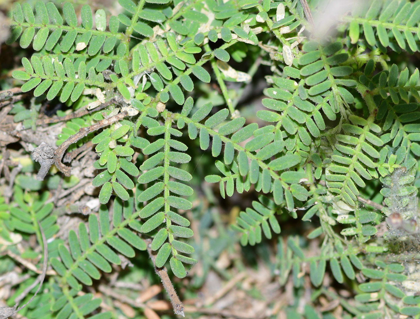 Изображение особи Prosopis pallida.