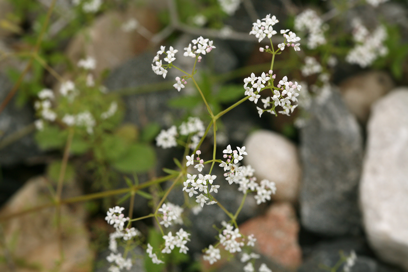 Image of genus Galium specimen.