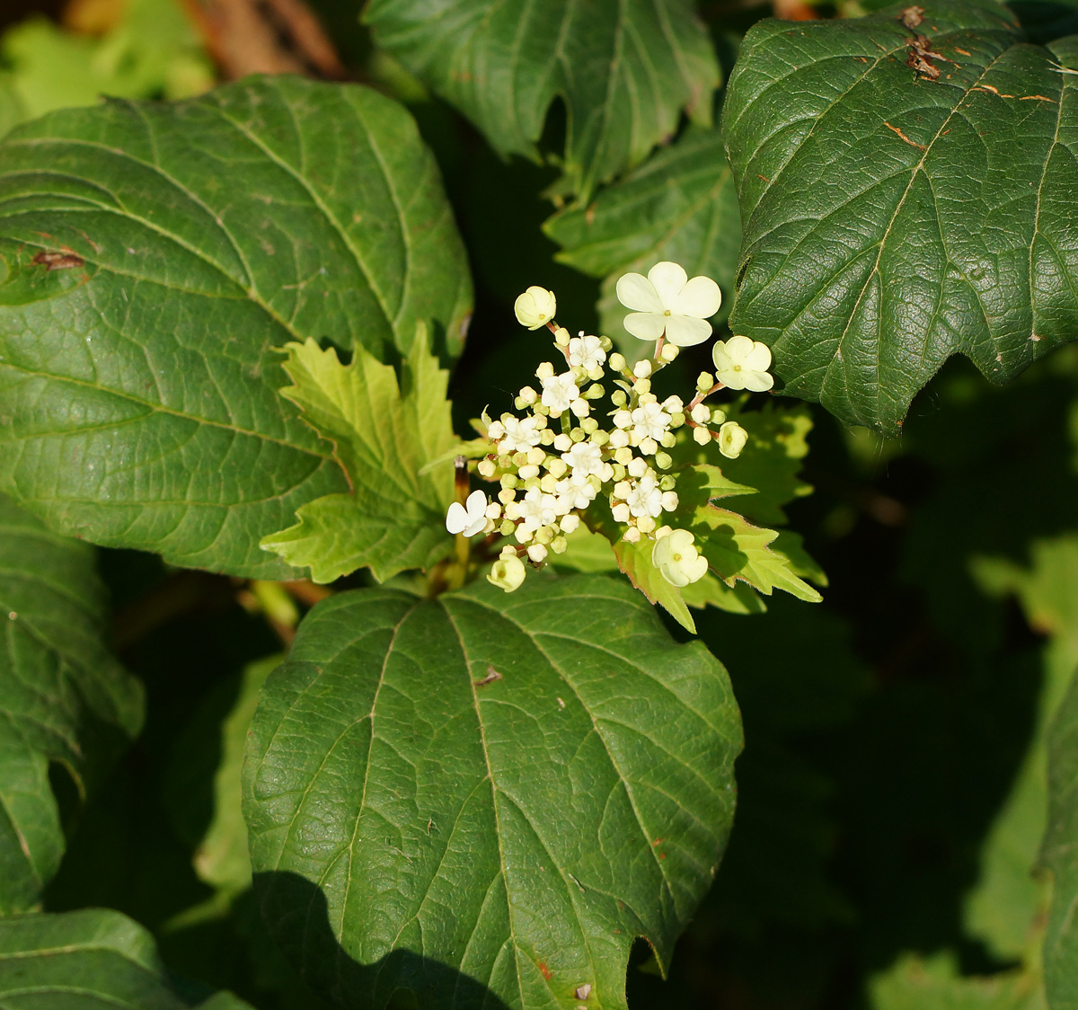 Image of Viburnum opulus specimen.