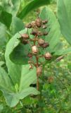 Menyanthes trifoliata. Соплодие с раскрывающимися плодами. Архангельская обл., Вельский р-н, окр. ст. Солга, болото. 15.07.2011.