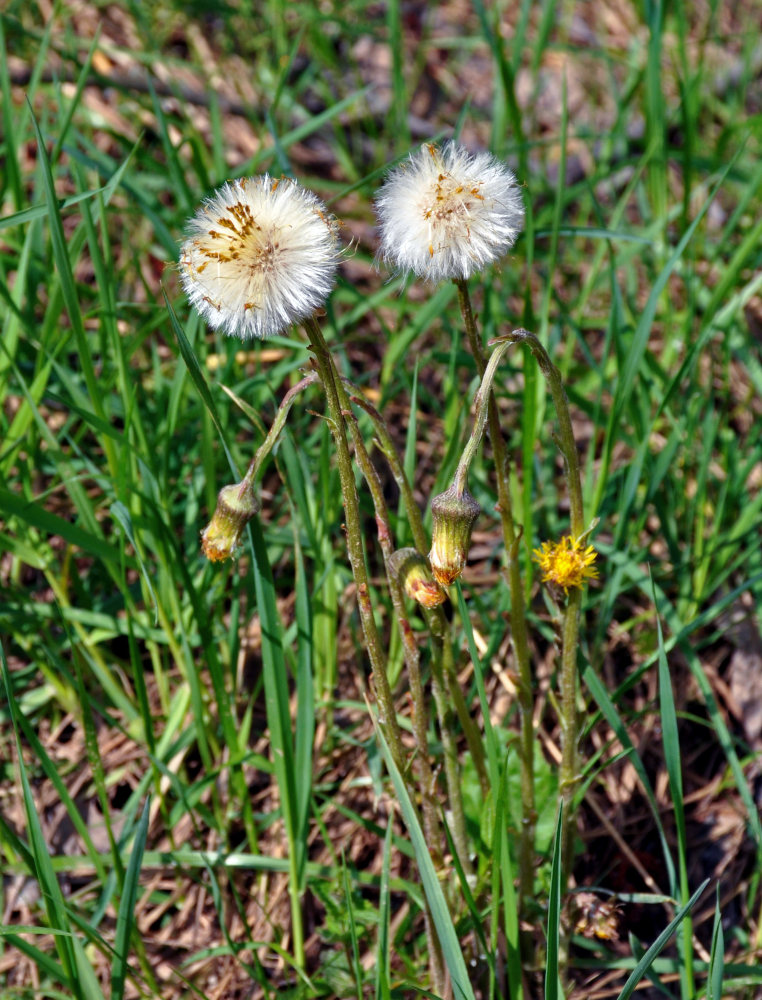 Image of Tussilago farfara specimen.