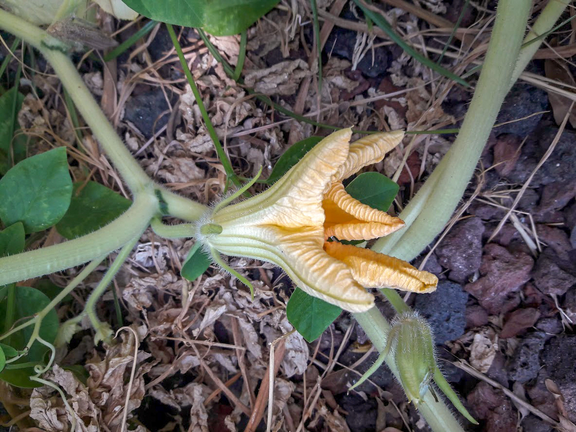 Изображение особи семейство Cucurbitaceae.