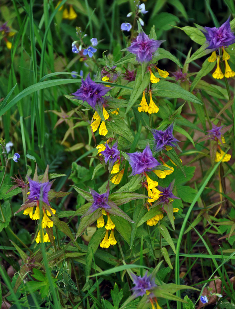 Изображение особи Melampyrum nemorosum.