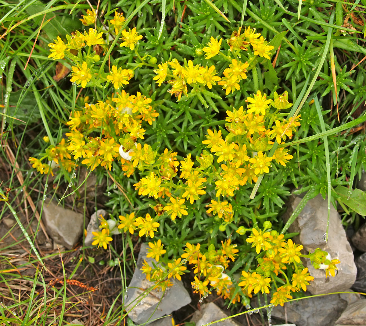 Изображение особи Saxifraga aizoides.