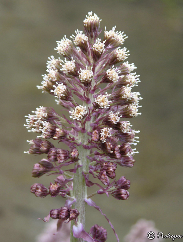 Image of Petasites hybridus specimen.