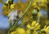 Senecio inaequidens