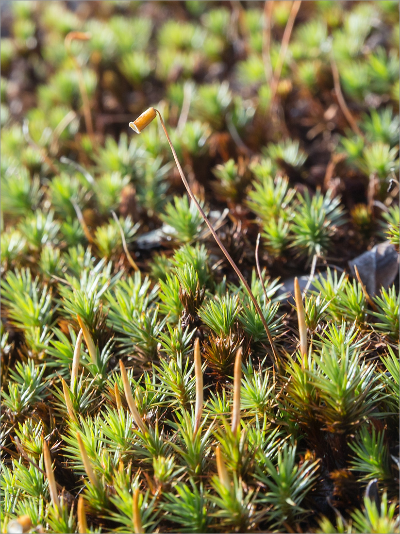 Изображение особи Polytrichum juniperinum.