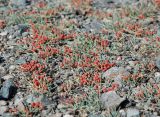 Ephedra fedtschenkoae