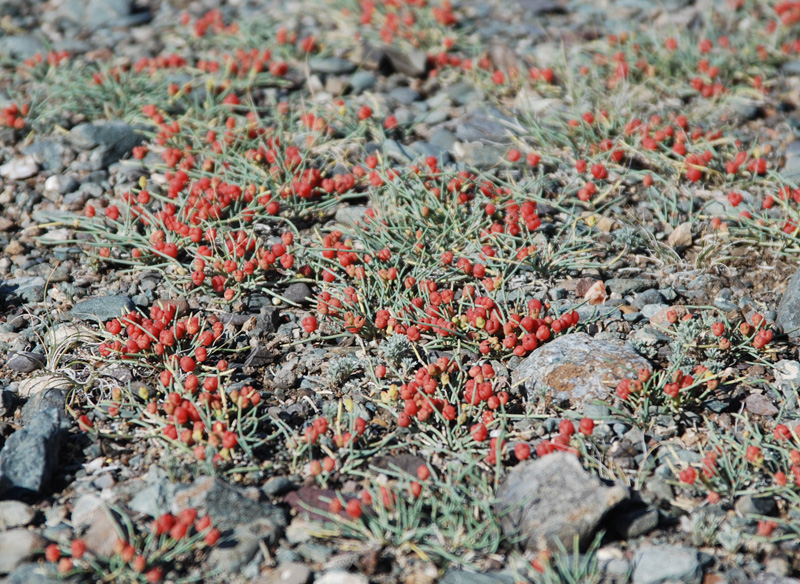 Изображение особи Ephedra fedtschenkoae.