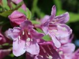 род Weigela