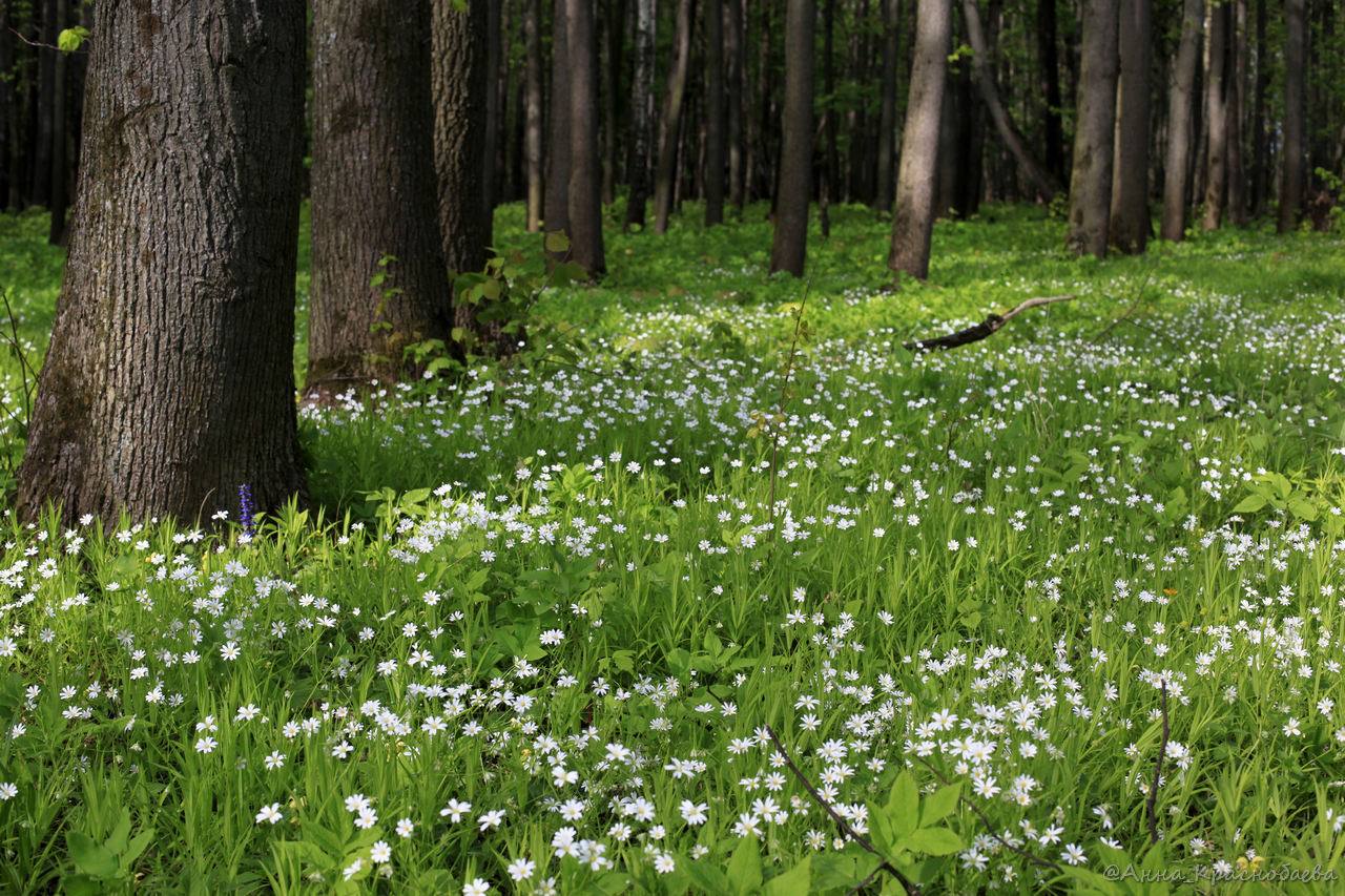 Изображение особи Stellaria holostea.