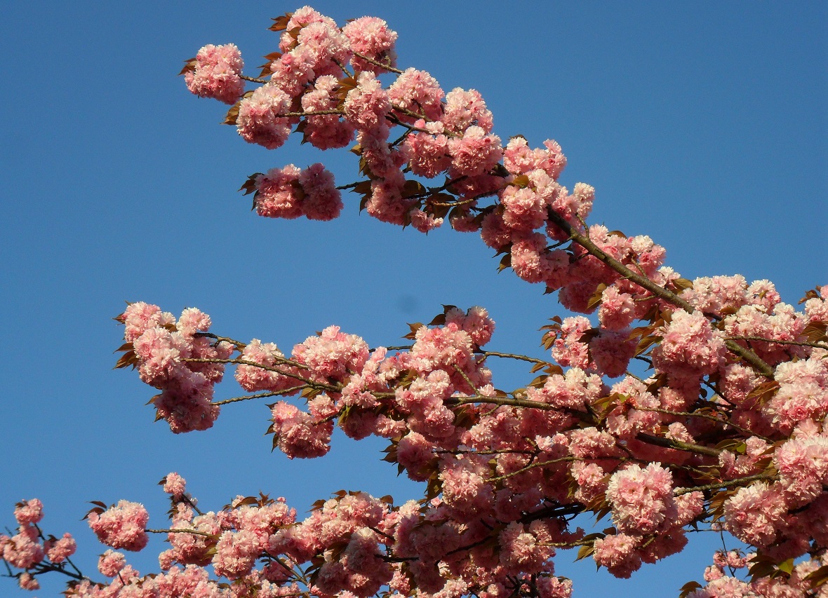 Image of Prunus serrulata specimen.