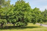 Pyrus ussuriensis. Группа плодоносящих деревьев. Пермский край, г. Пермь, Ленинский р-н, городская эспланада, сквер, в озеленении. 06.07.2020.