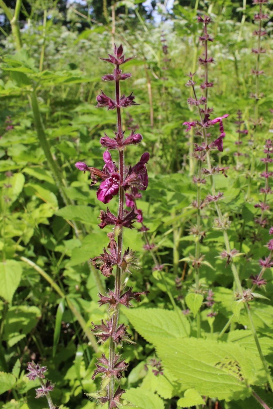 Изображение особи Stachys sylvatica.