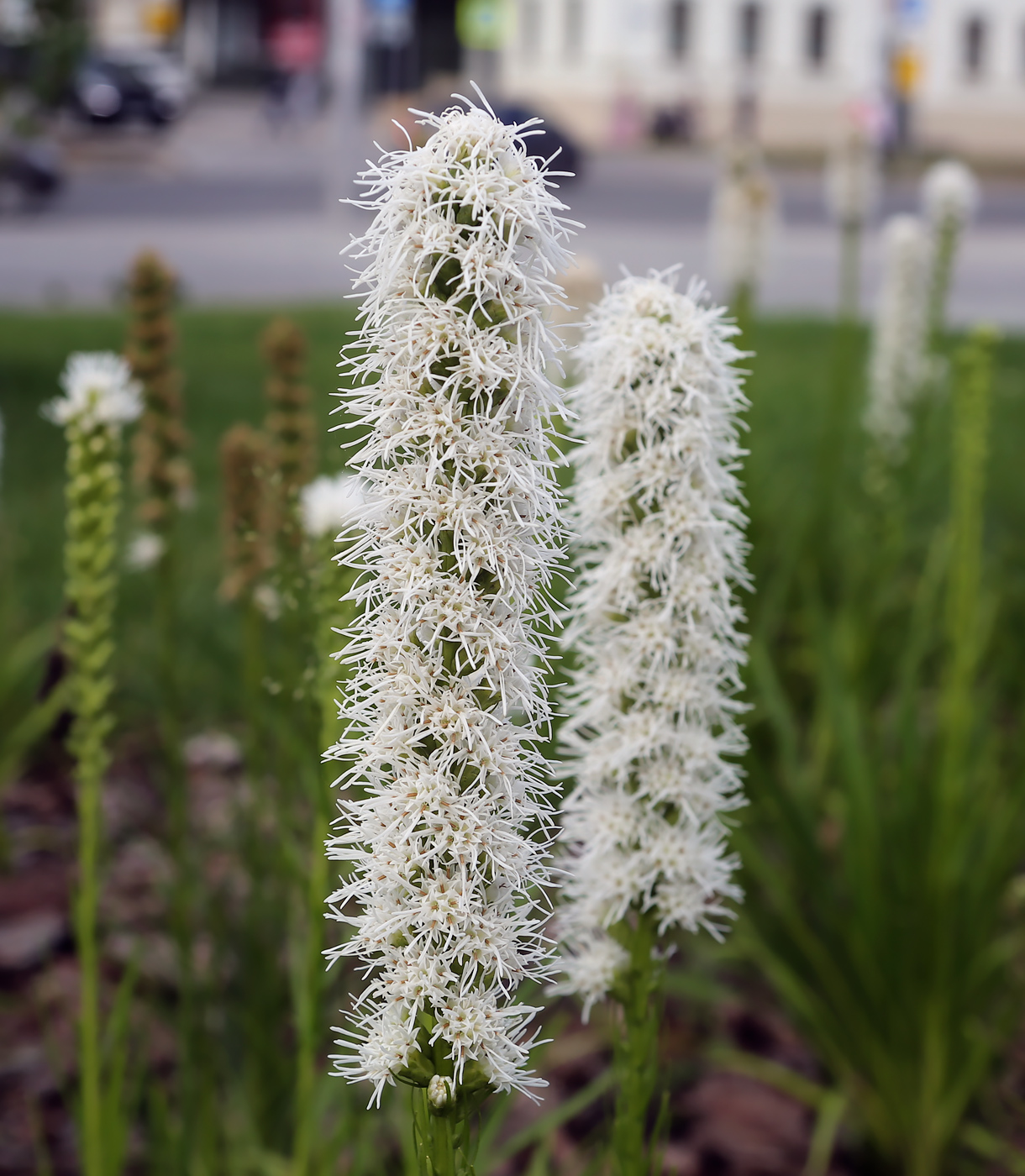 Image of Liatris spicata specimen.