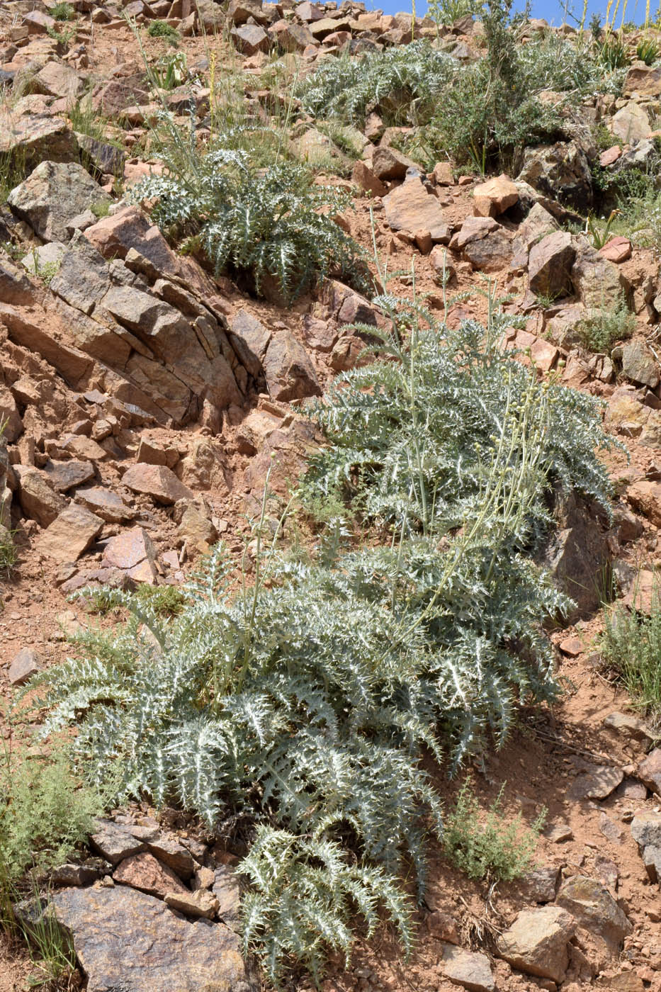 Image of Cousinia egregia specimen.