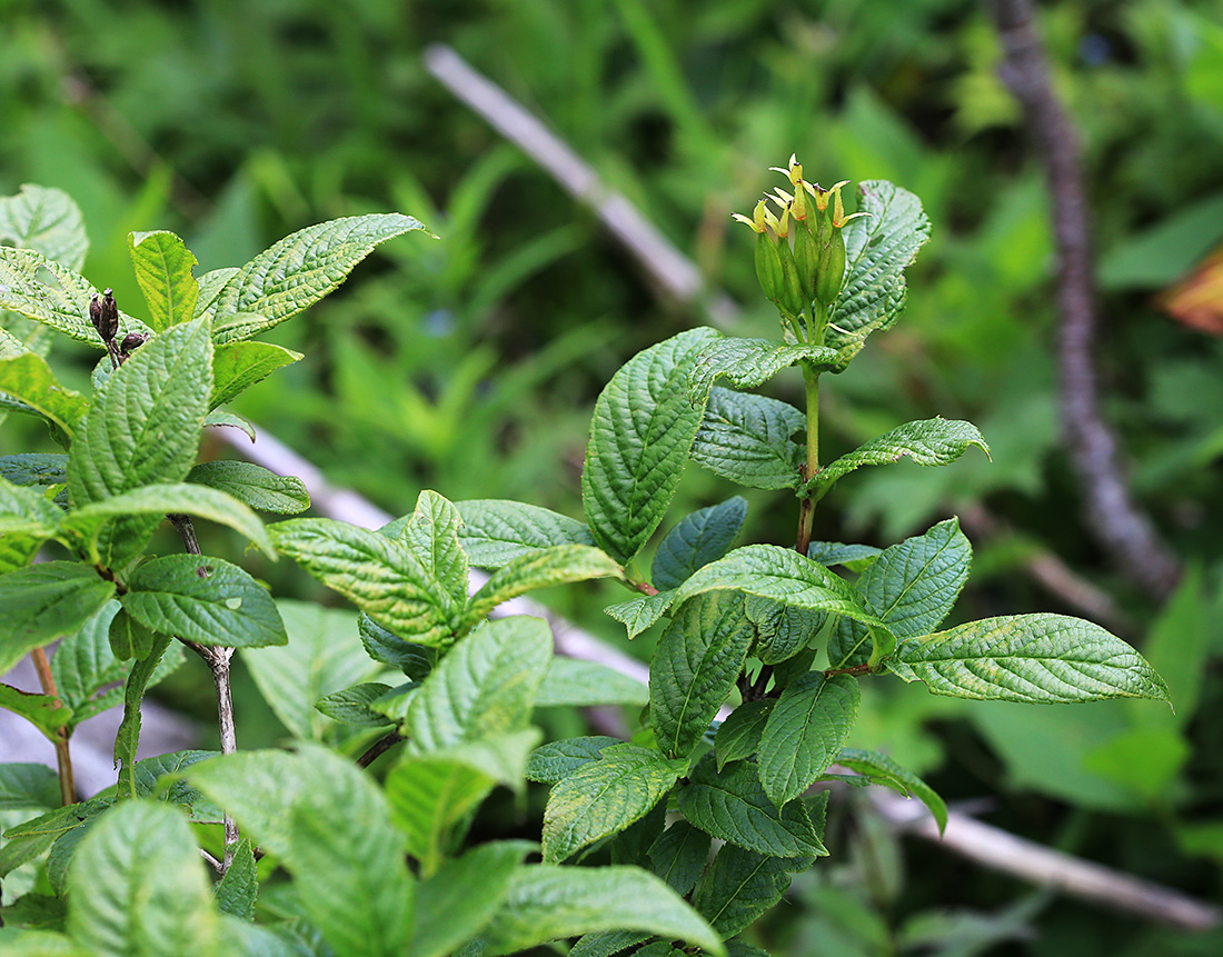 Image of Weigela middendorffiana specimen.