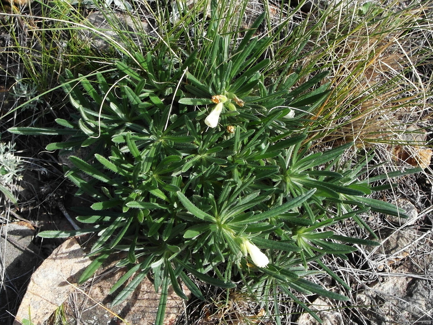 Image of Onosma simplicissima specimen.