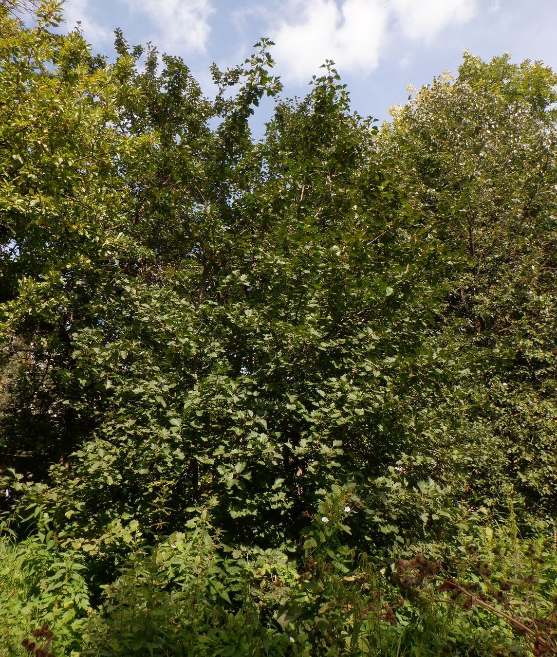 Image of genus Crataegus specimen.