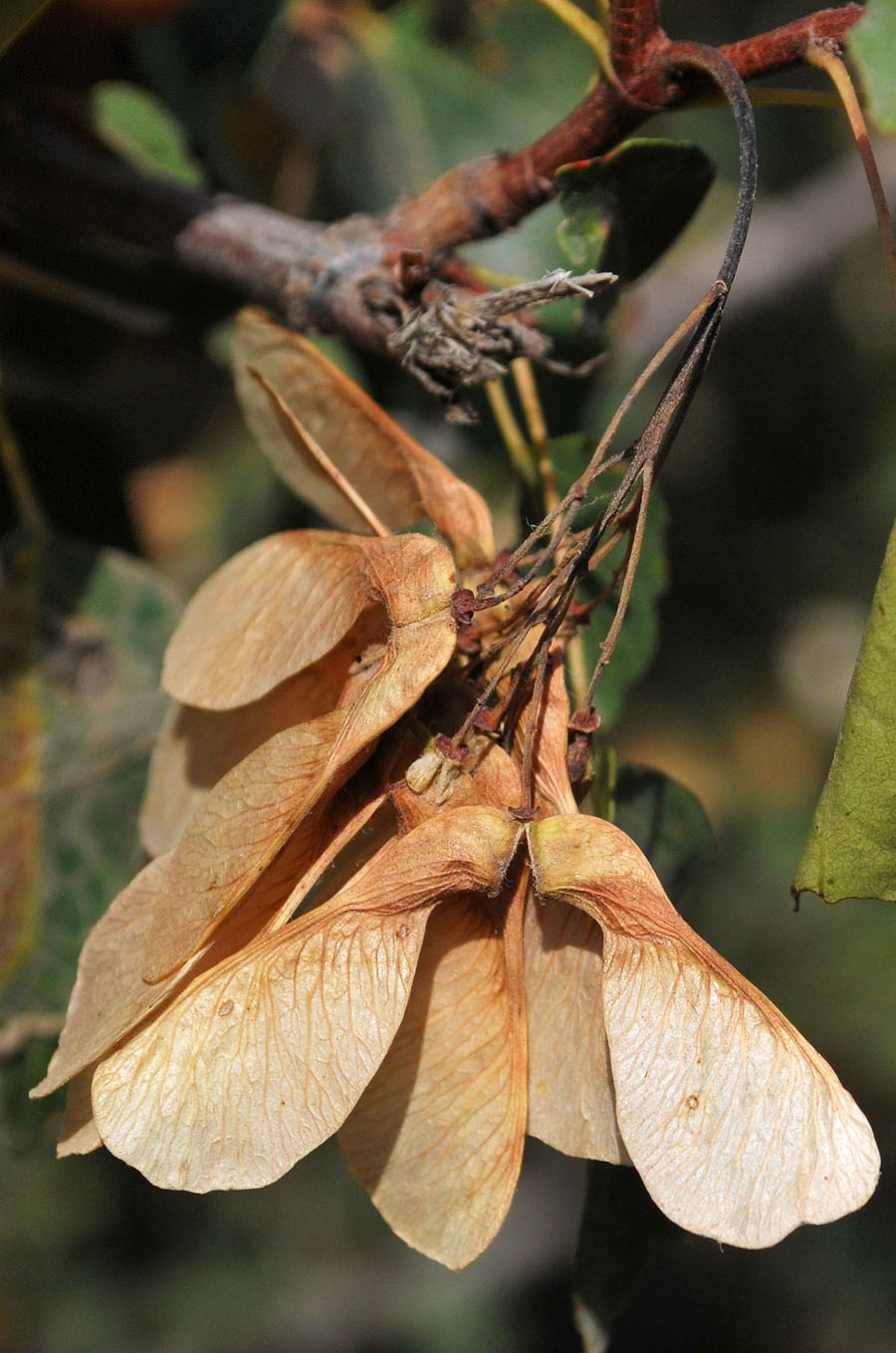 Image of Acer semenovii specimen.