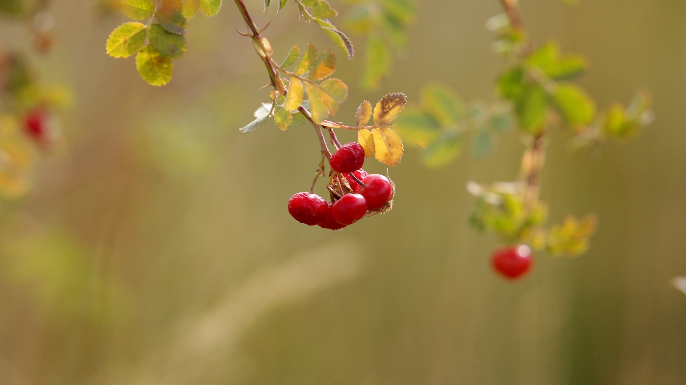 Image of Rosa beggeriana specimen.