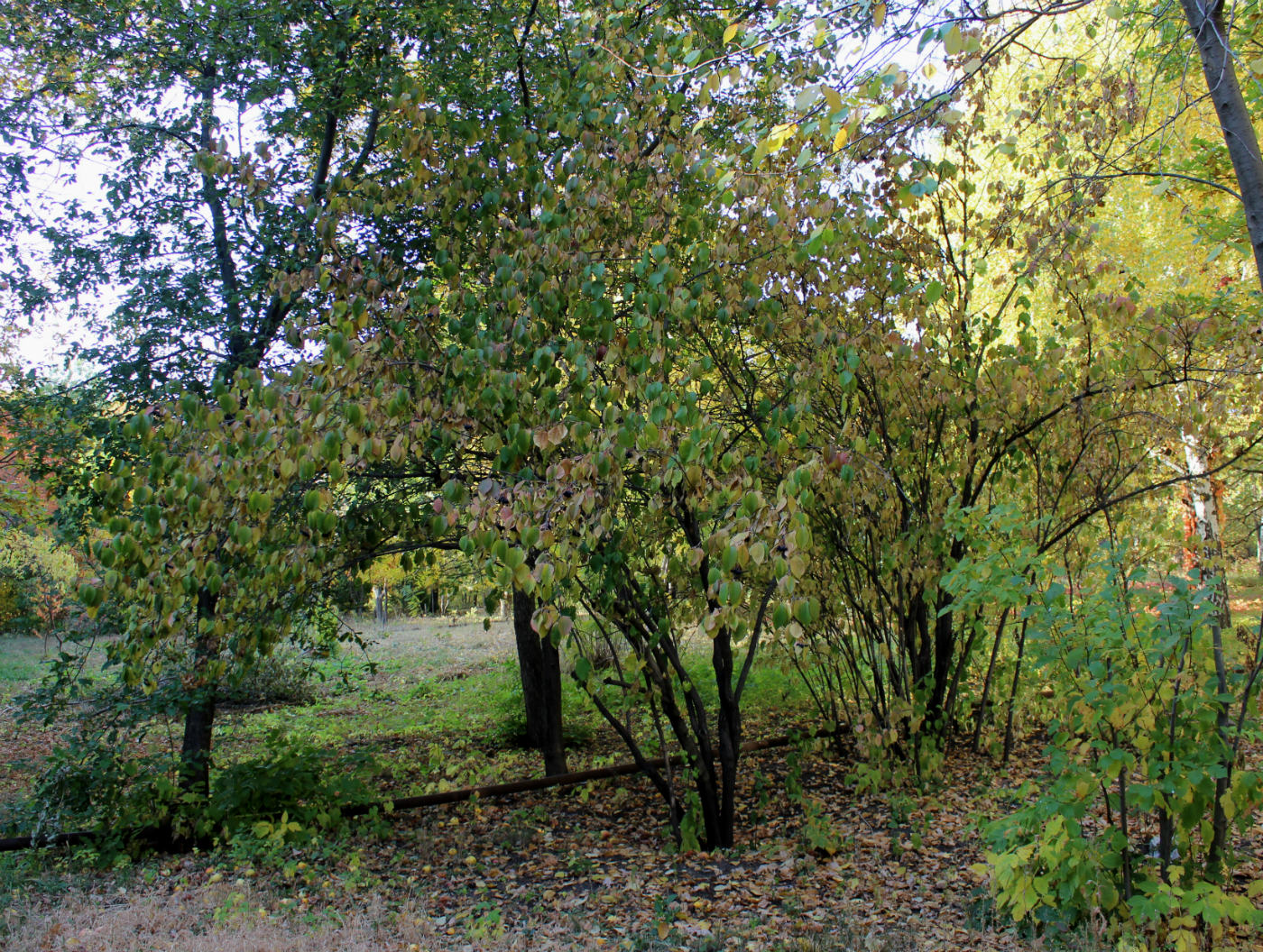 Image of Viburnum prunifolium specimen.