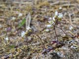 Erophila verna. Цветущие растения. Ленинградская обл., Кингисеппский р-н, берег р. Луга, обочина грунтовой дороги в молодых посадках Pinus sylvestris на месте вырубленного соснового леса. 02.05.2020.