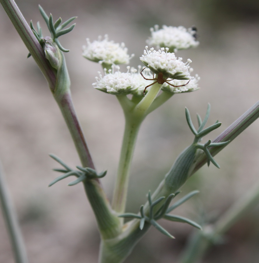 Image of Seseli dichotomum specimen.
