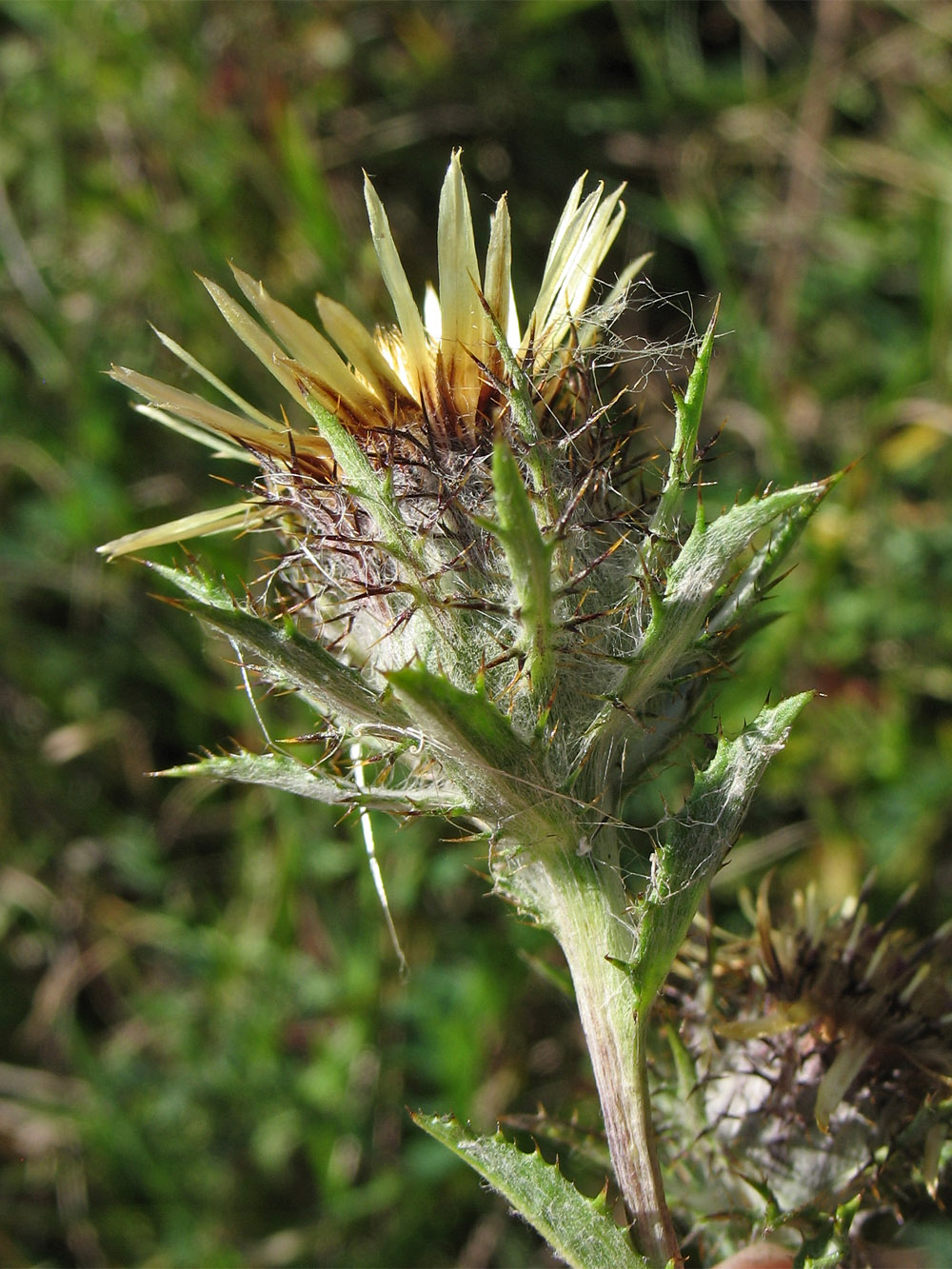 Изображение особи Carlina intermedia.