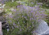 род Linaria