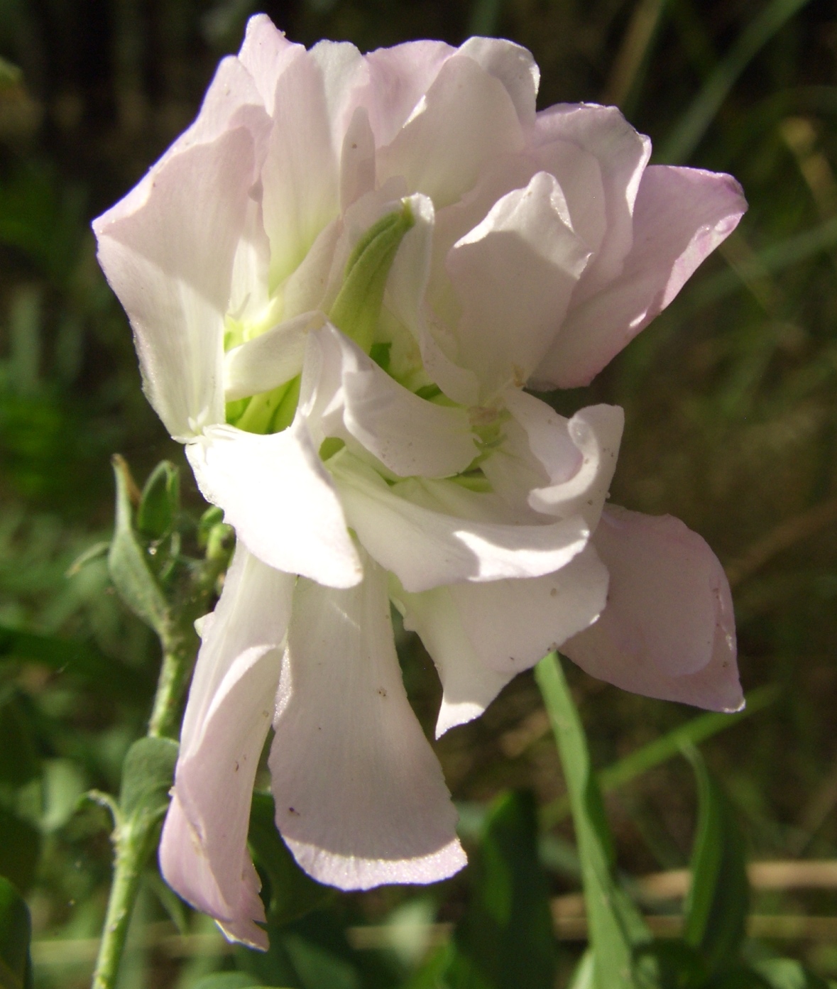 Image of Saponaria officinalis f. pleniflora specimen.