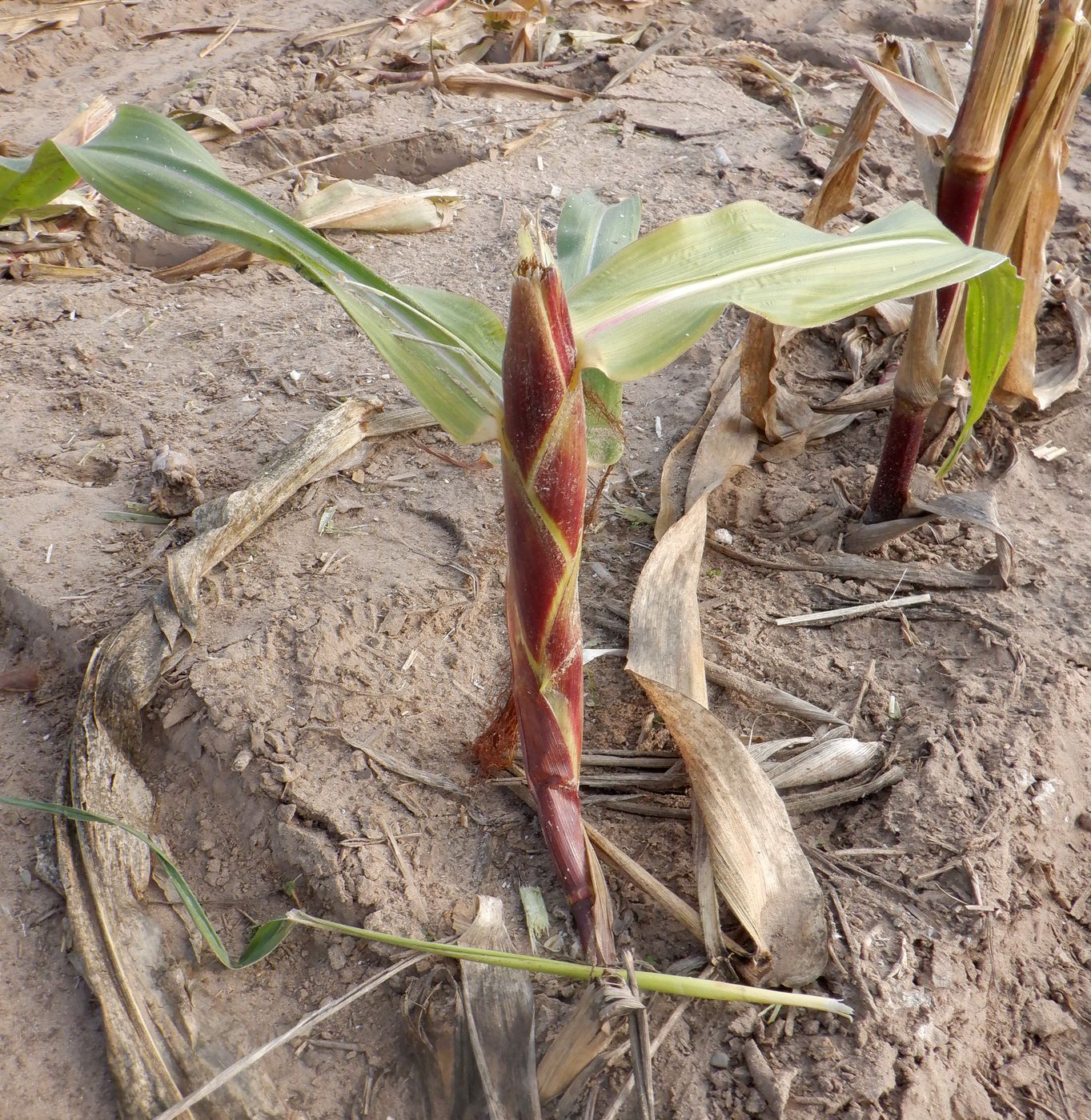 Image of Zea mays specimen.