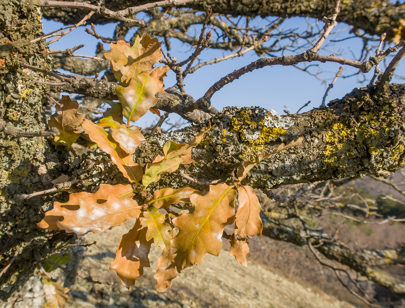 Image of Quercus pubescens specimen.