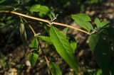 род Buddleja. Средняя часть побега. Краснодарский край, МО город-курорт Сочи, Адлерский р-н, м-н Адлер, окр. устья р. Мзымта. 2 октября 2019 г.