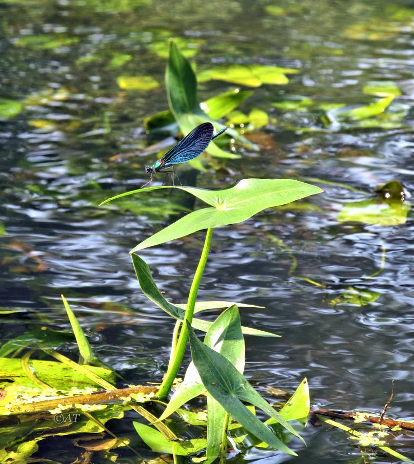 Изображение особи Sagittaria sagittifolia.