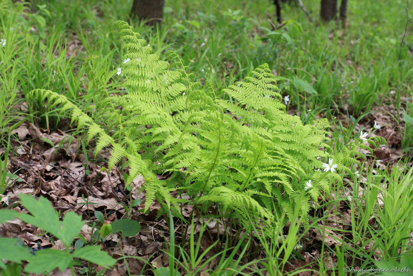 Image of Athyrium filix-femina specimen.