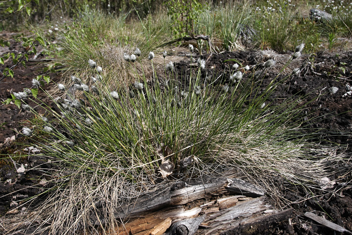 Image of Eriophorum vaginatum specimen.