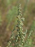 Artemisia pontica