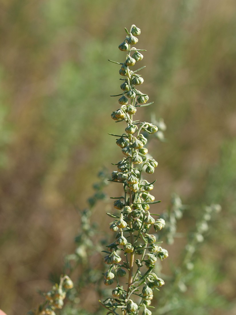 Image of Artemisia pontica specimen.