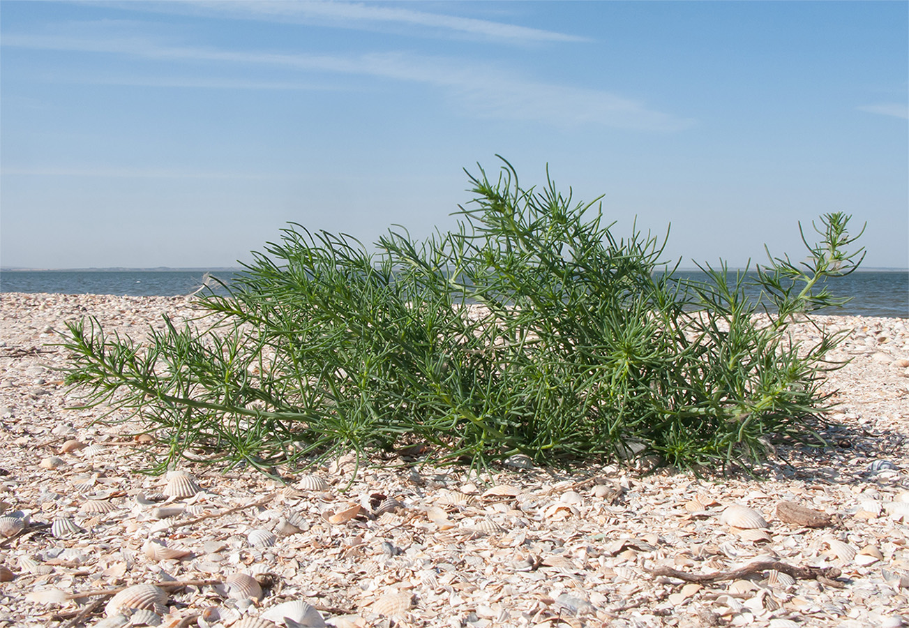 Изображение особи Salsola pontica.