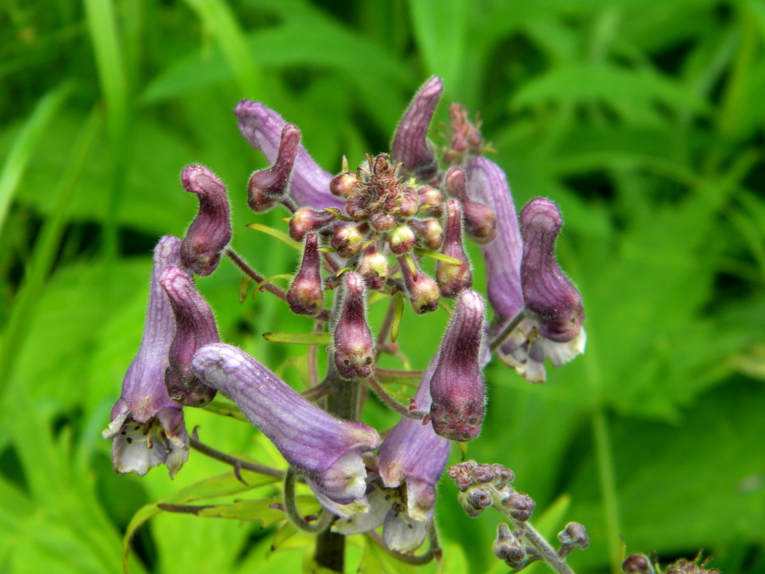 Image of Aconitum septentrionale specimen.