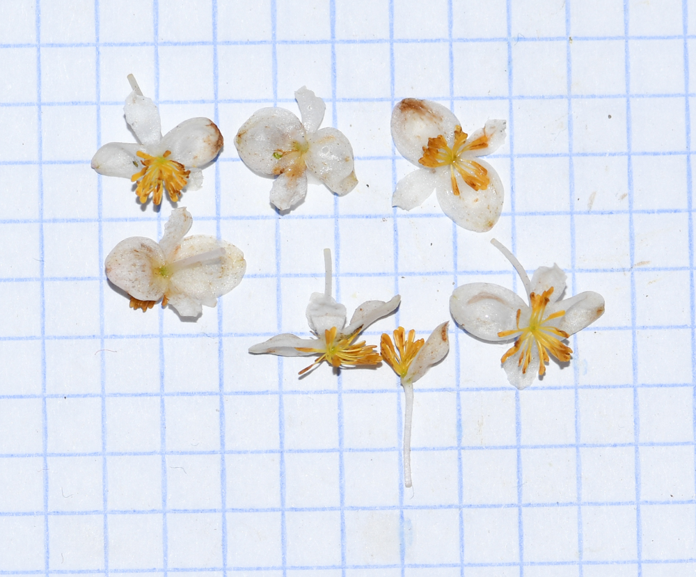 Изображение особи Begonia glabra.