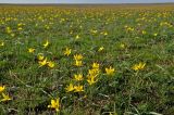 Tulipa biebersteiniana. Цветущие растения. Калмыкия, Малодербетовский р-н, въезд в Калмыкию из Волгоградской области, степь. 16.04.2021.