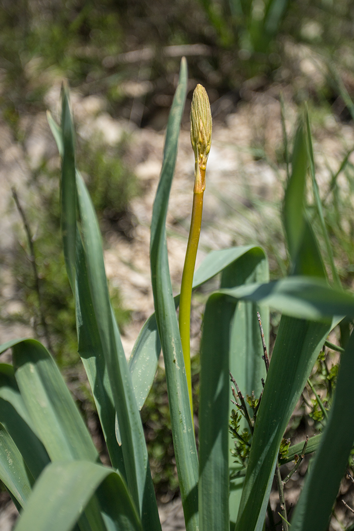 Image of Eremurus spectabilis specimen.